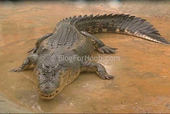 Lolong: Worlds Largest Croc Died 485355 425402710879832 852767697 n 550x371 Lolong: Worlds Largest Croc Died