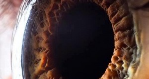 A high definition close up view of a human eye