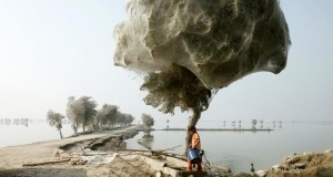 Side-effect of the 2010 flooding in parts of Sindh