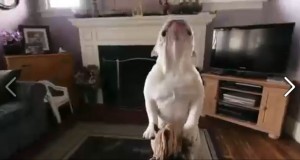 Video: Bulldog with AWESOME TALENT!!