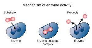 enzymes